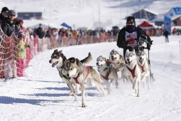 Lenk 2013